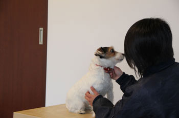 獣医診察の写真